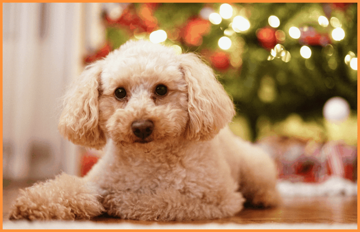 Świąteczny prezent pod choinkę