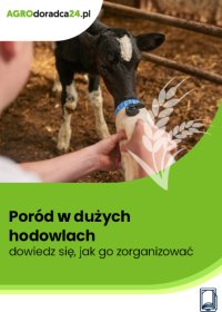 Poród w dużych hodowlach – dowiedz się, jak go zorganizować - Joanna Cała